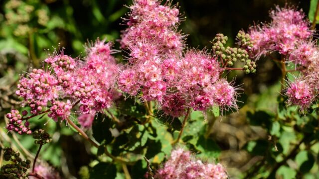 Spiraea splendens Rose meadowsweet, Spiraea splendens