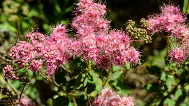 Spiraea splendens Rose meadowsweet, Spiraea splendens