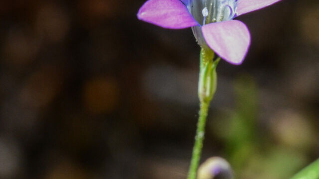 Navarretia leptalea Bridges' pincushionplant, Navarretia leptalea