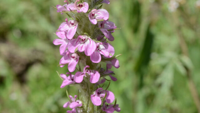 Pedicularis attolens Little Elephant Head, Pedicularis attolens