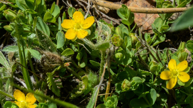 Hypericum anagalloides Tinker's-Penny, Hypericum anagalloides