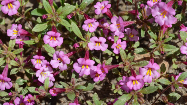 Mimulus torreyi Torrey's Monkeflower, Mimulus torreyi