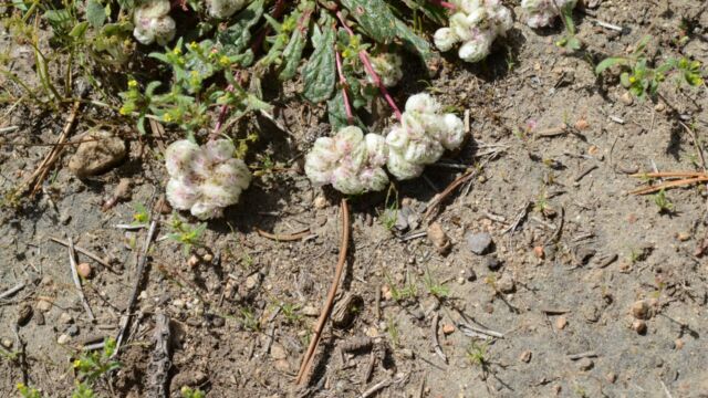 Calyptridium umbellatum Pussypaws, Calyptridium umbellatum