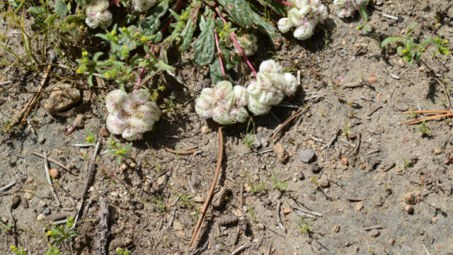 Calyptridium umbellatum Pussypaws, Calyptridium umbellatum