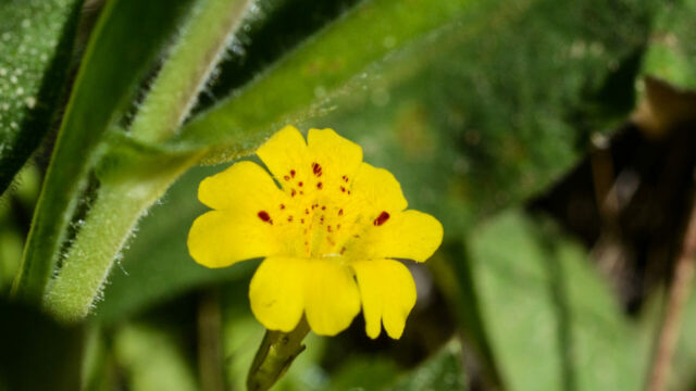 Mimulus primuloides ssp primuloides Primrose Monkeyflower, Mimulus primuloides ssp primuloides