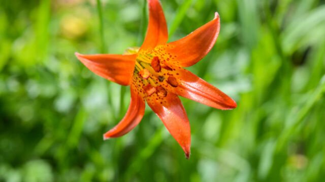 Lilium parvum Alpine Lily, Lilium parvum