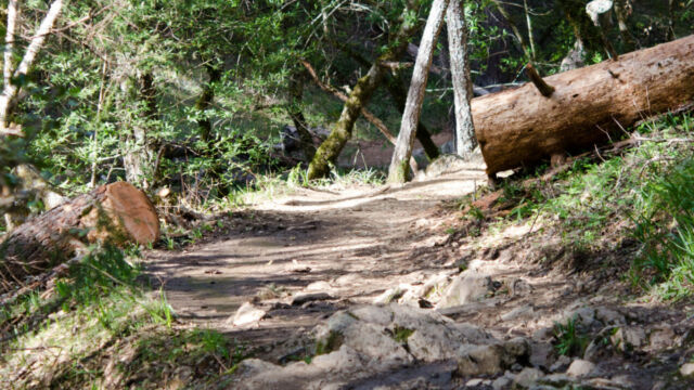Sections of the Cataract trail can be muddy Cataract Trail Mt Tamalpais