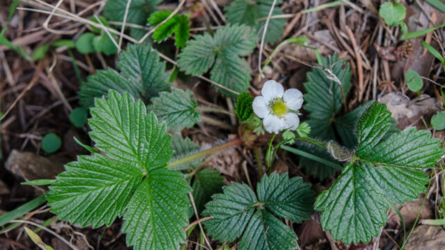 Fragaria vesca California strawberry, Fragaria vesca