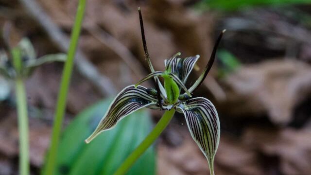 Scoliopus bigelovii Fetid adder's tongue, Scoliopus bigelovii