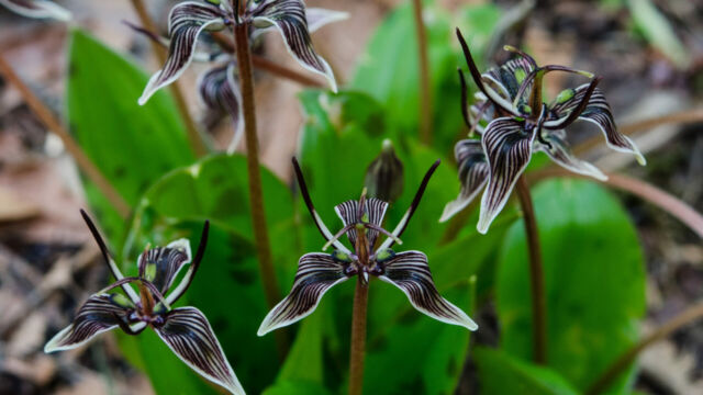 Scoliopus bigelovii Scoliopus bigelovii
