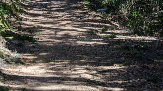 Laurel Dell fire road, Mt Tamalpais