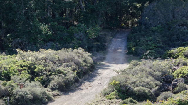 Top of the ridge, Laurel Dell fire road, near Benstein trail Laurel Dell Fire Road, Mt Tamalpais