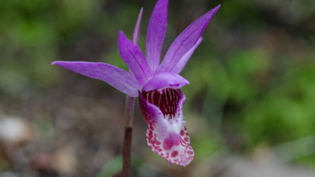 Calypso bulbosa Calypso bulbosa