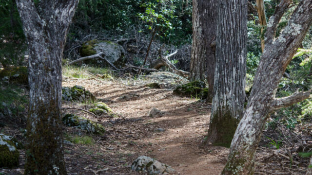 Benstein trail, Mt Tamalpais