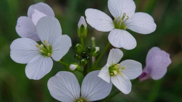 Cardamine californica Cardamine californica