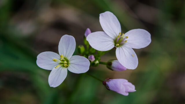 Cardamine californica Cardamine californica