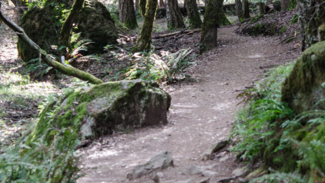 Cataract trail, Mt Tamalpais