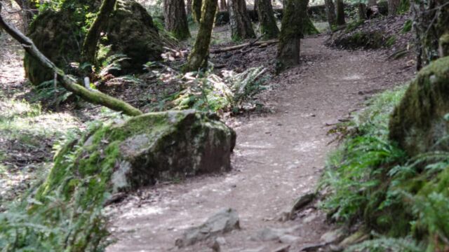 Cataract trail, Mt Tamalpais