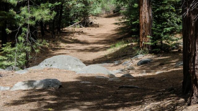 Start of Caples Creek trail, easy slope up through the forest
