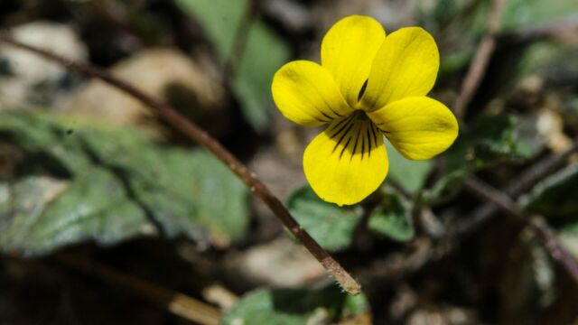 Viola purpurea Goosefoot violet, Viola purpurea