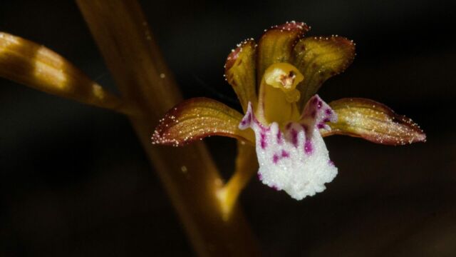 Corallorhiza maculata Spotted coralroot, Corallorhiza maculata