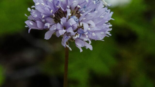 Gilia capitata Globe gilia, aka Blue field gilia, Gilia capitata