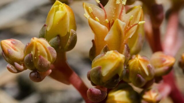 Dudleya cymosa Canyon dudleya, Dudleya cymosa,
