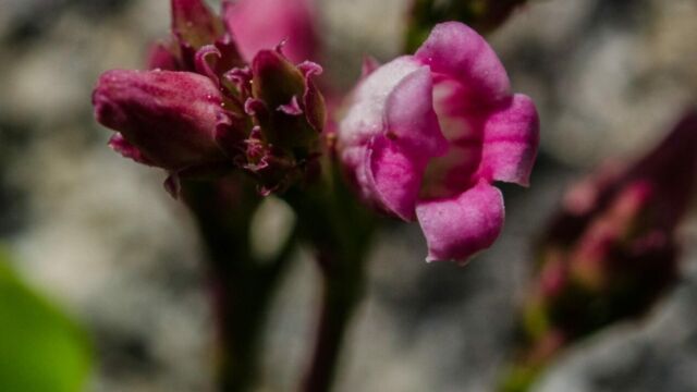 Apocynum androsaemifolium Bitter dogbane, Apocynum androsaemifolium