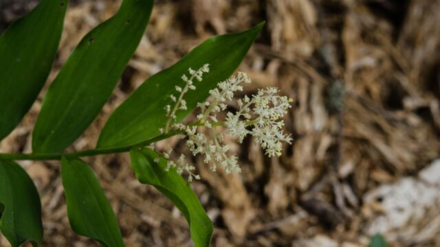 Maianthemum racemosum Feathery false lily of the valley, Maianthemum racemosum