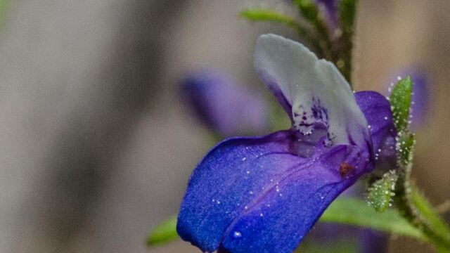 Collinsia torreyi Torrey's blue eyed mary, Collinsia torreyi