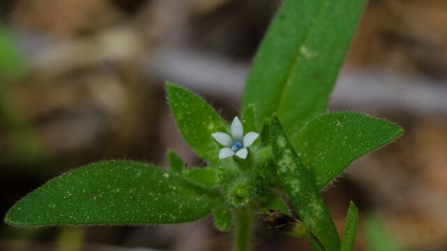 Allophyllum integrifolium White false gilia, Allophyllum integrifolium