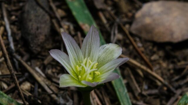 Lewisia pygmae Alpine lewisia, Lewisia pygmae, Caples Creek