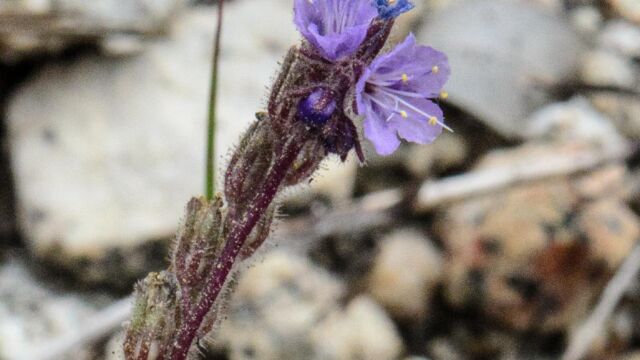 Phacelia breweri Brewer's phacelia, Phacelia breweri