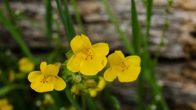 Mimulus guttatus Seep monkey flower, Mimulus guttatus