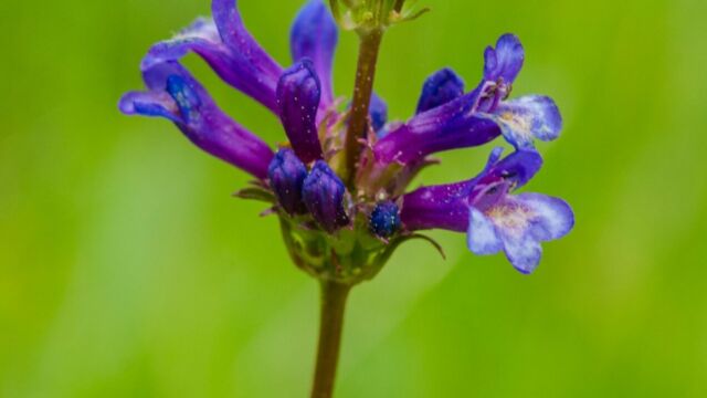 Penstemon rydbergii Rydberg's penstemon, Penstemon rydbergii
