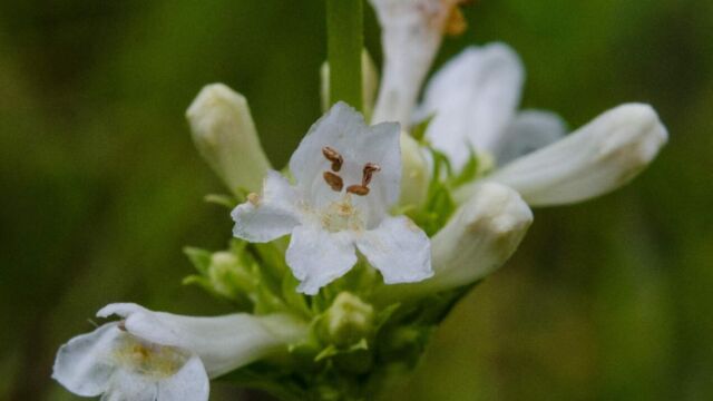 Penstemon procerus Small flowered penstemon, Penstemon procerus