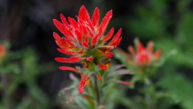 Castilleja sp Indian Paintbrush (Castilleja sp.)