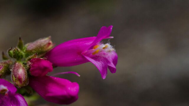 Penstemon newberryi Mountain pride, Penstemon newberryi