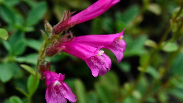 Penstemon newberryi Mountain pride, Penstemon newberryi