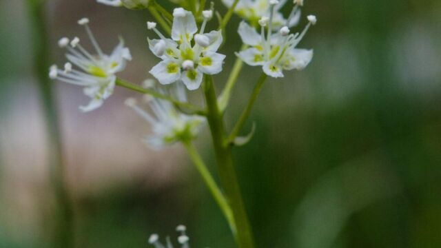 oxicoscordion venenosum Meadow deathcamas, Toxicoscordion venenosum