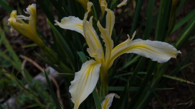 Iris hartwegii Hartweg's iris, Iris hartwegii