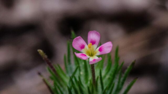 Leptosiphon ciliatus Whiskerbrush, Leptosiphon ciliatus
