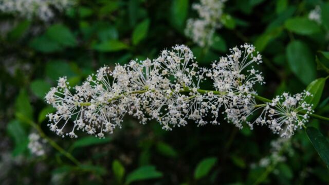Ceanothus integerrimus Deer brush, Ceanothus integerrimus