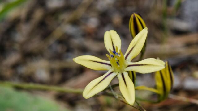 Triteleia ixioides ssp. anilina Mountain pretty face, Triteleia ixioides ssp. anilina,