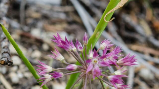 Allium campanulatum Sierra onion, Allium campanulatum