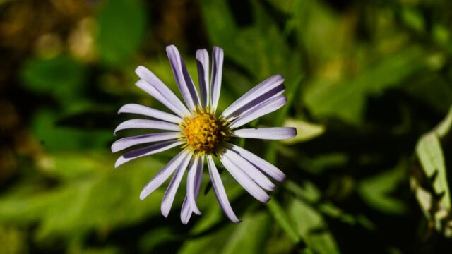 Symphyotrichum spathulatum Western mountain aster, Symphyotrichum spathulatum