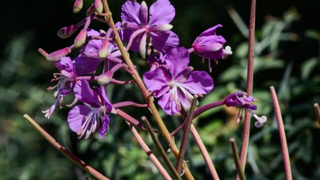 Chamerion angustifolium Fireweed, Chamerion angustifolium