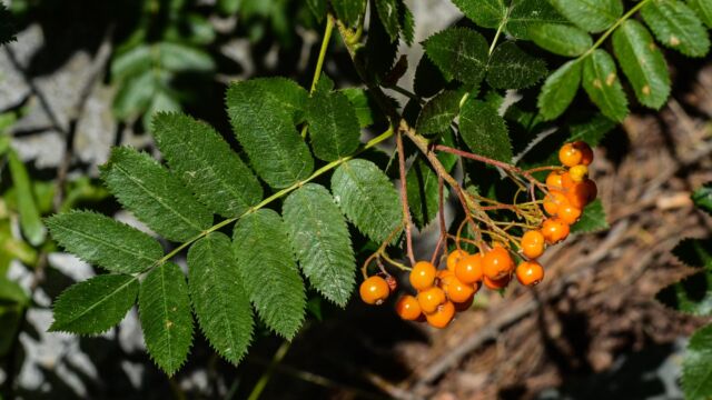 Sorbus californica California mountain ash? Sorbus californica