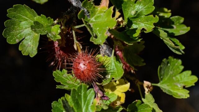 Ribes roezlii Sierra gooseberry, Ribes roezlii