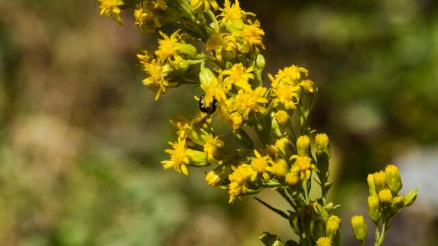 Solidago velutina ssp. californica California goldenrod, Solidago velutina ssp. californica